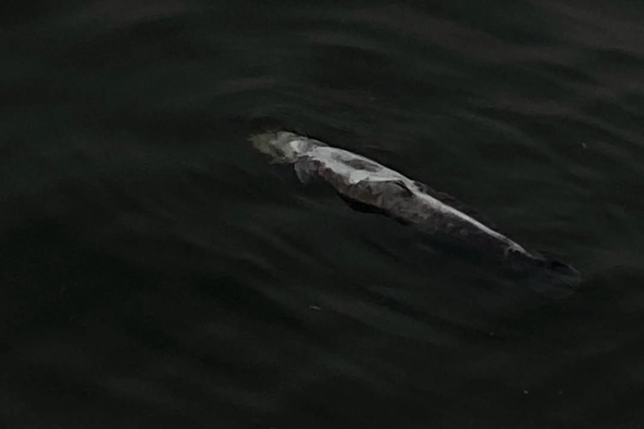 Vì sao nỗ lực quan trọng hơn tài năng